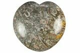 Colorful Fossil Crinoid Stems In Marble Heart #311926-1